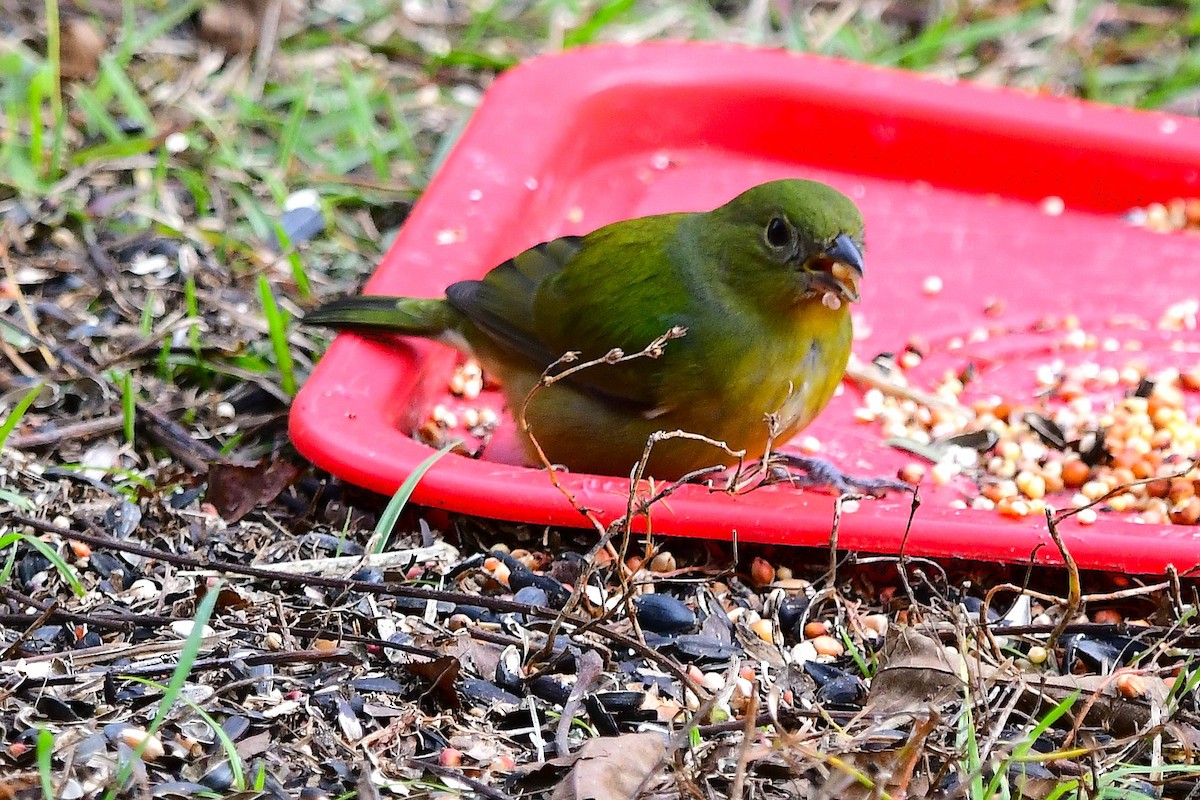 Painted Bunting - ML646249415