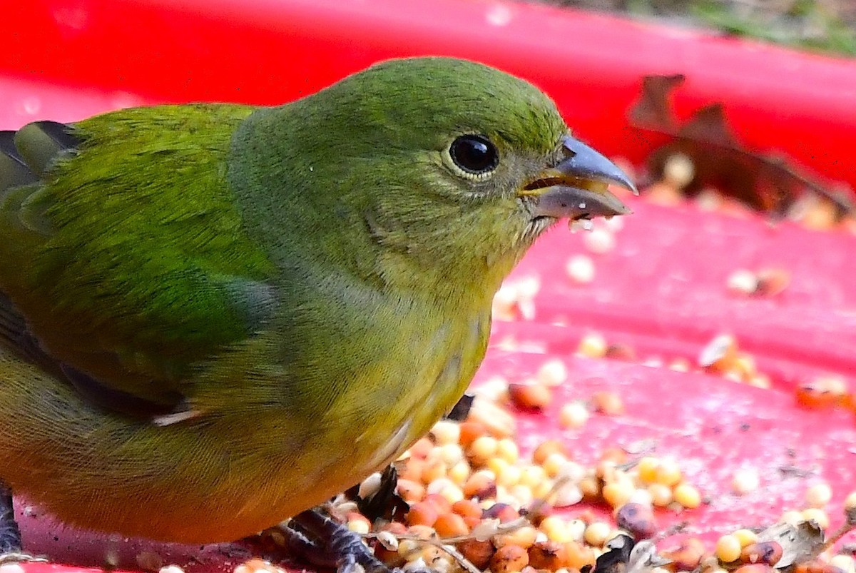 Painted Bunting - ML646249416