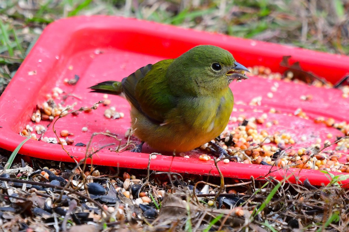 Painted Bunting - ML646249417