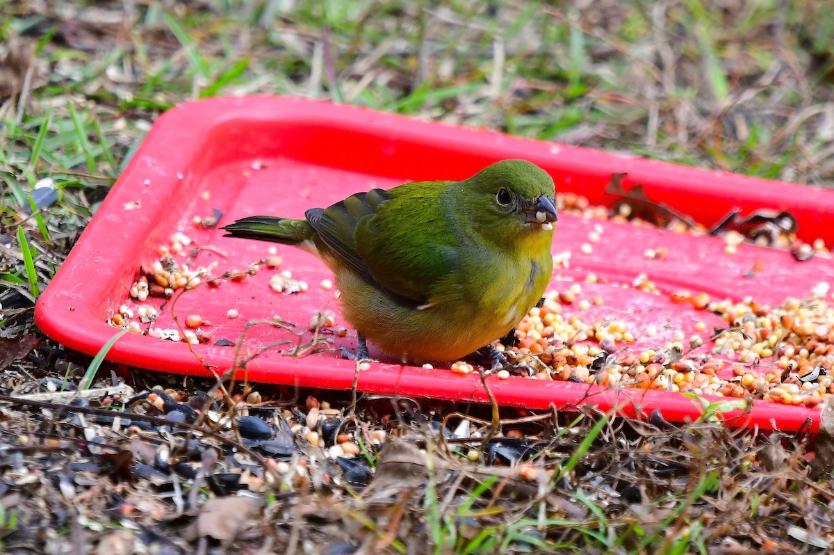 Painted Bunting - ML646249418
