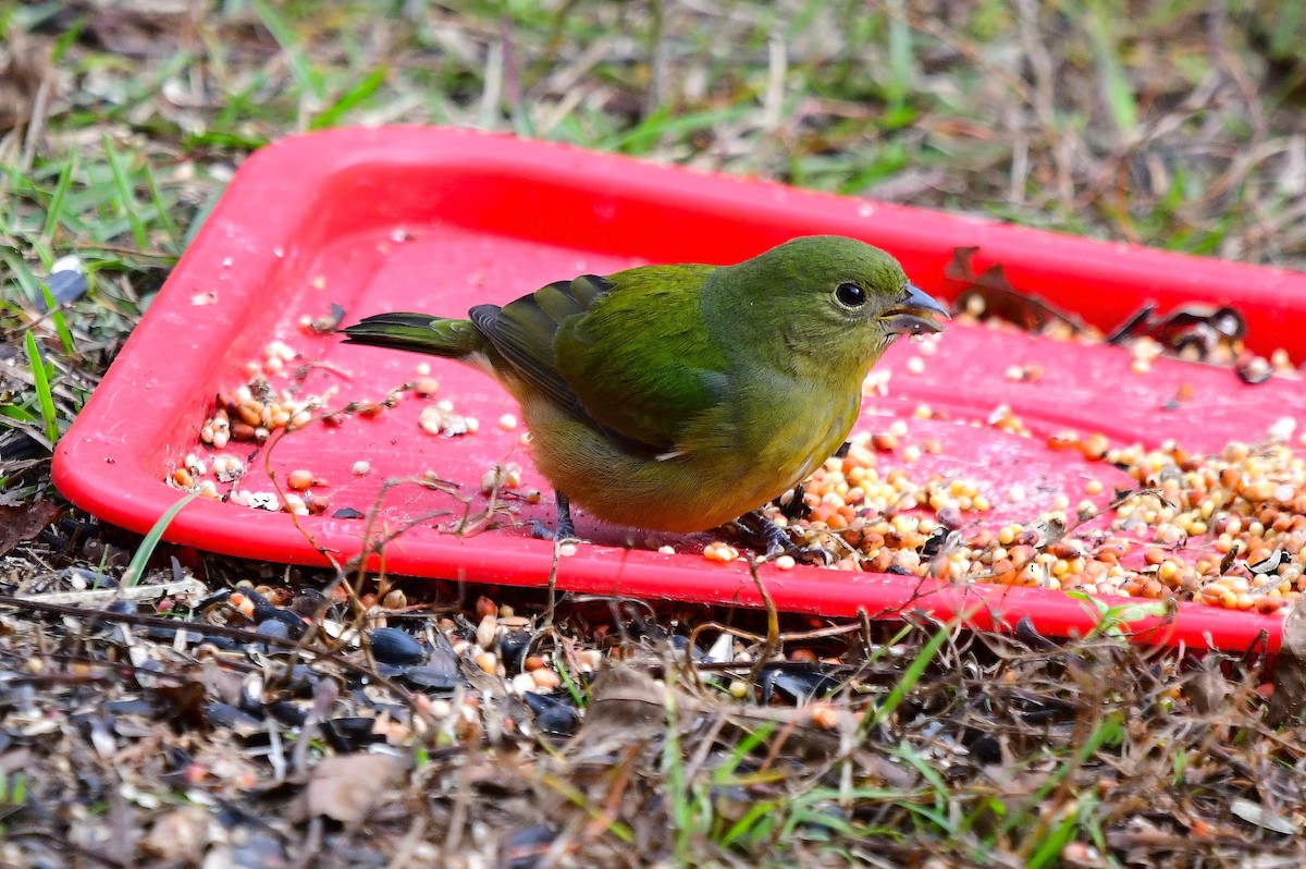 Painted Bunting - ML646249419
