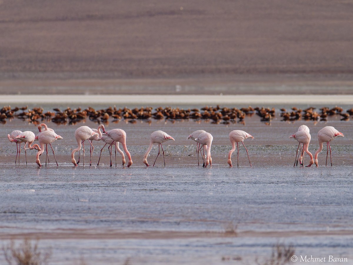 Greater Flamingo - ML646249420