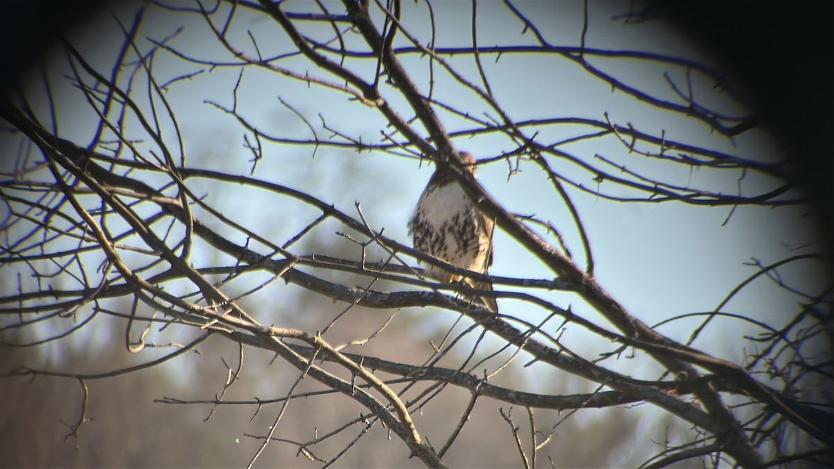 Red-tailed Hawk (borealis) - ML646249423