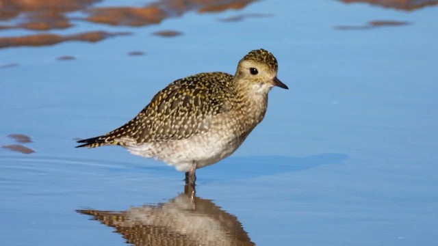 European Golden-Plover - ML646249424