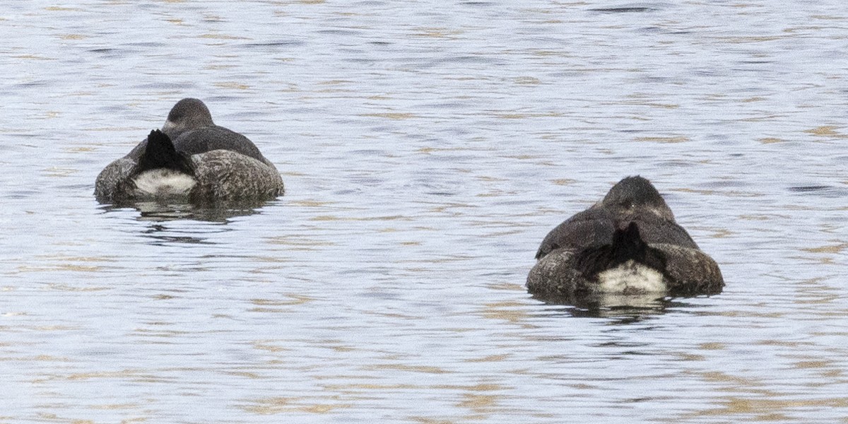 Amerika Dikkuyruğu - ML646249425