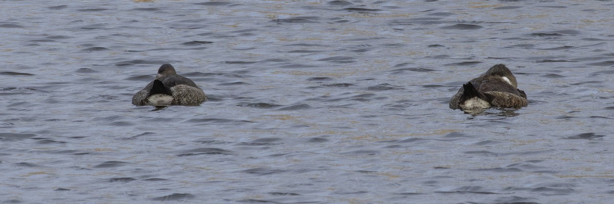 Amerika Dikkuyruğu - ML646249427