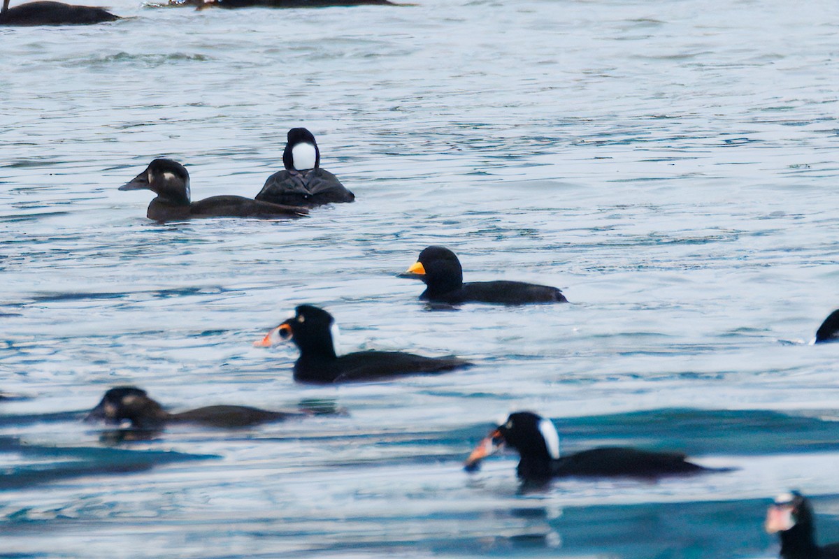 Black Scoter - ML646249429