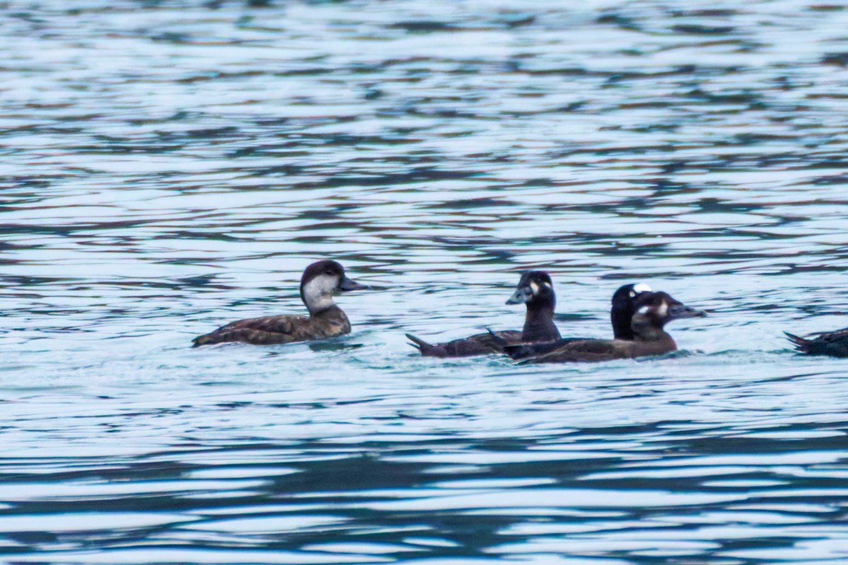 Black Scoter - ML646249430