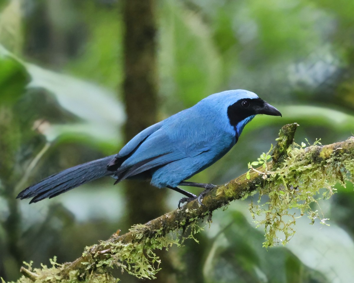 Turquoise Jay - ML646249431