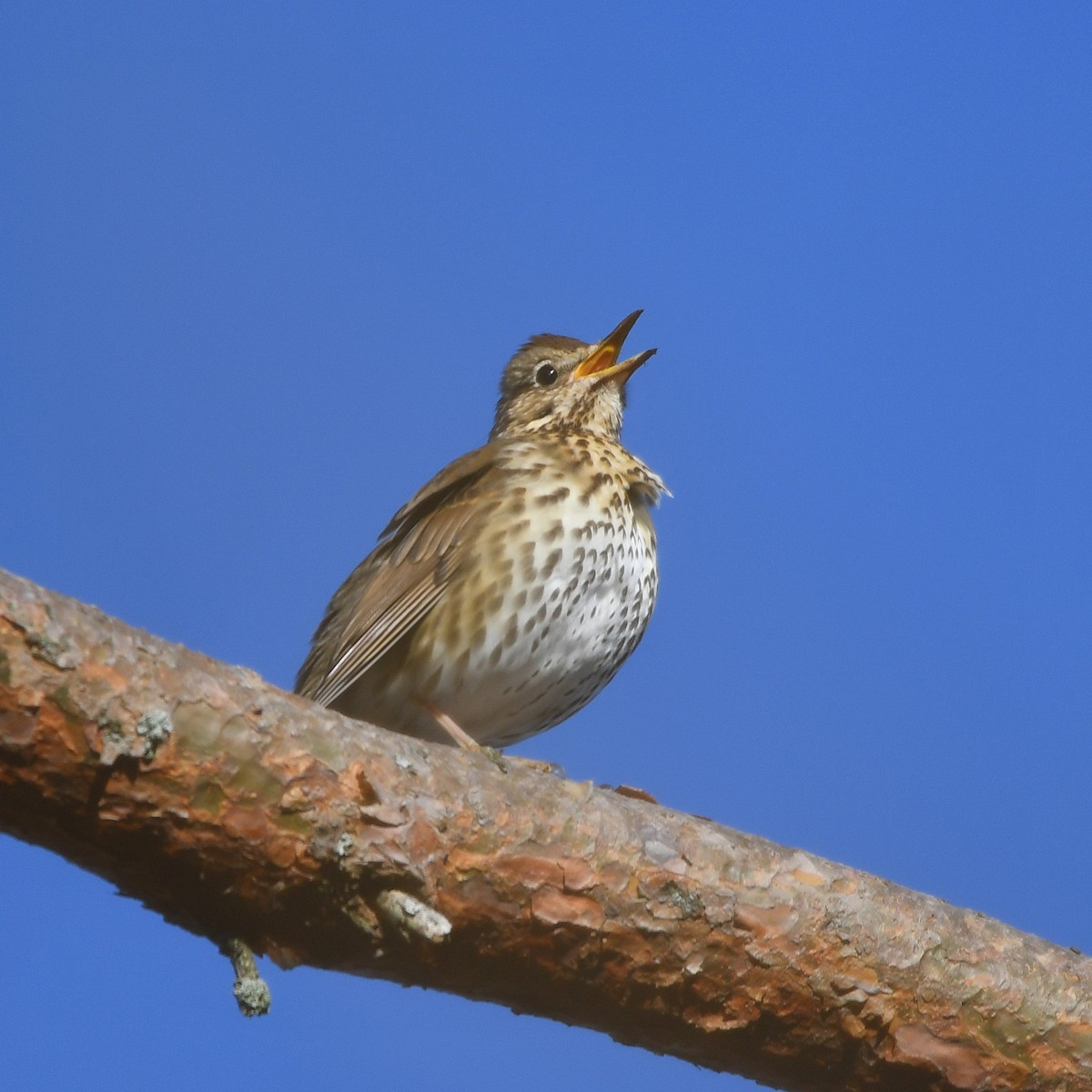 Song Thrush - ML646249434