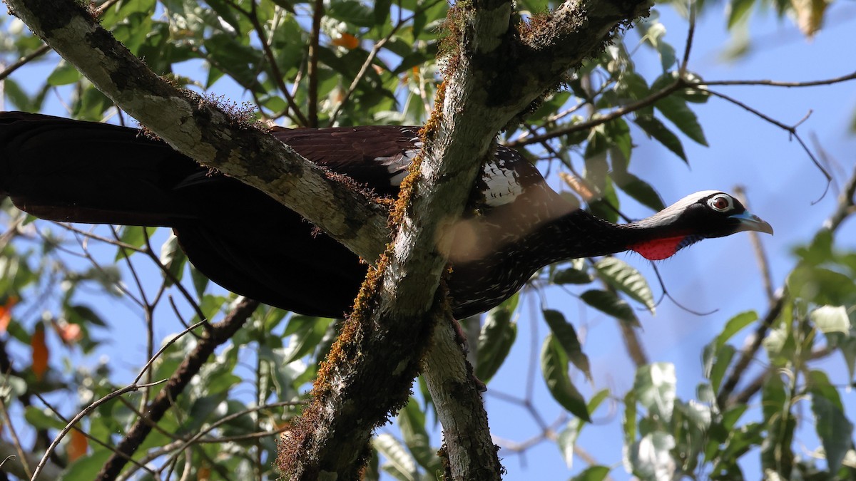 Black-fronted Piping-Guan - ML646249435