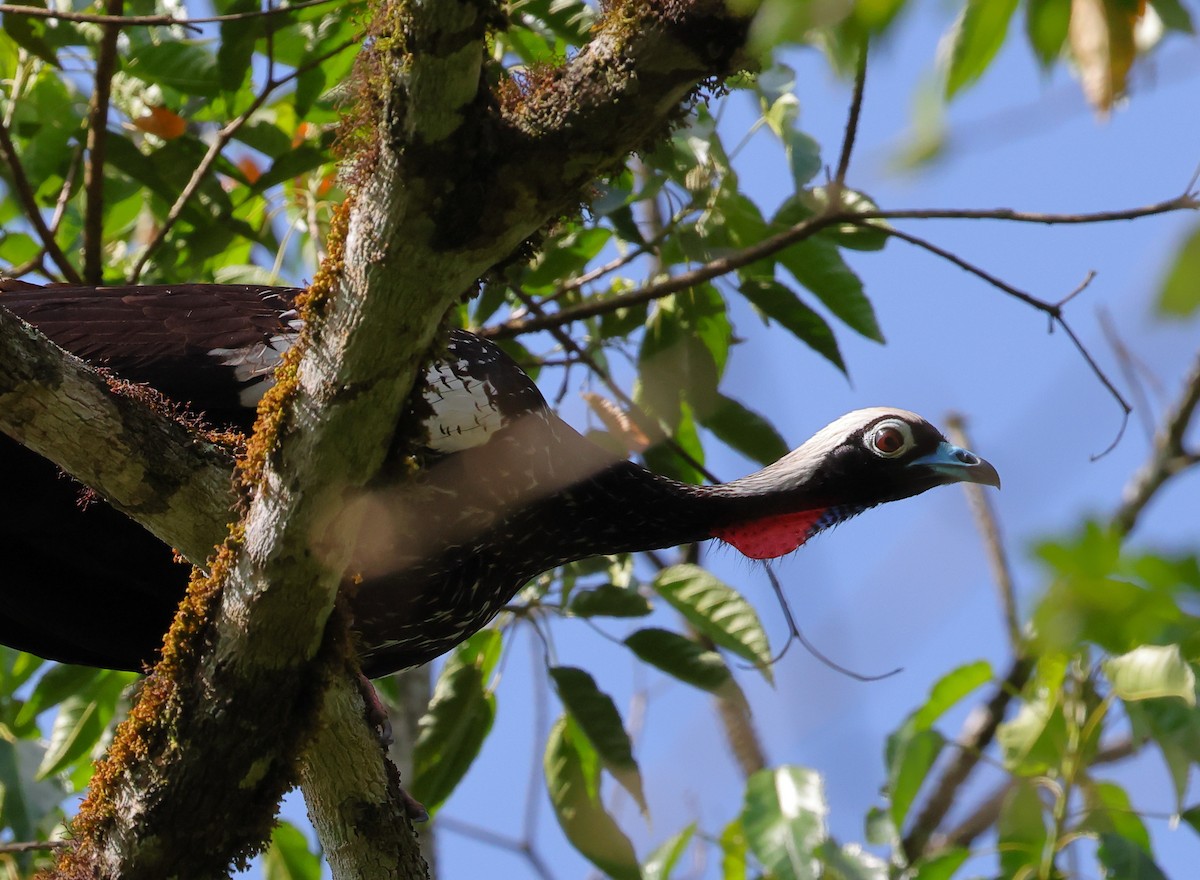 Black-fronted Piping-Guan - ML646249436