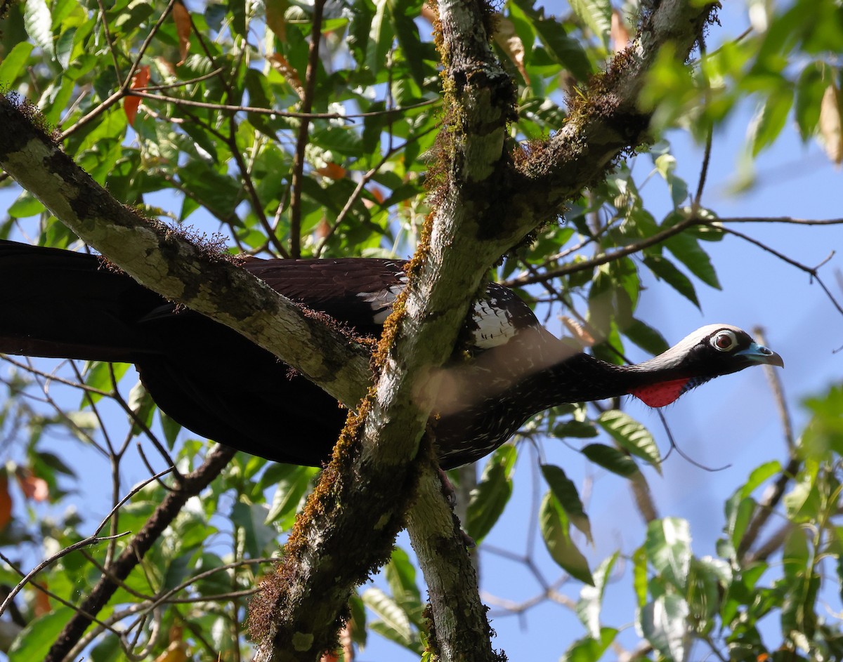 Black-fronted Piping-Guan - ML646249437