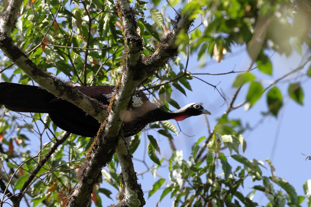 Black-fronted Piping-Guan - ML646249438