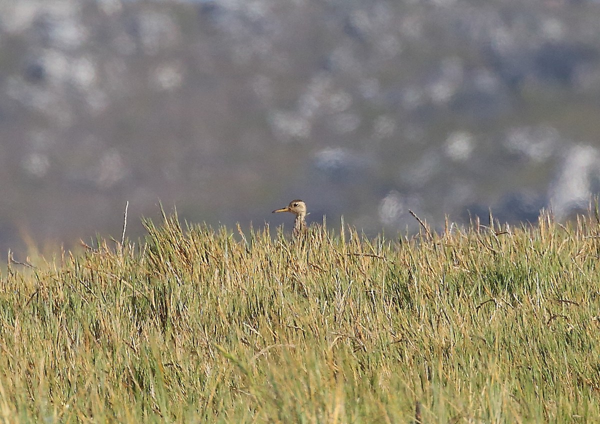 Upland Sandpiper - ML646249439