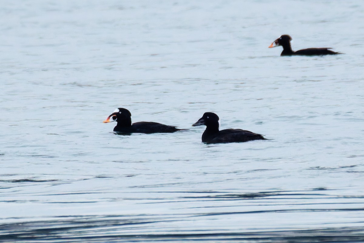 Surf Scoter - ML646249440