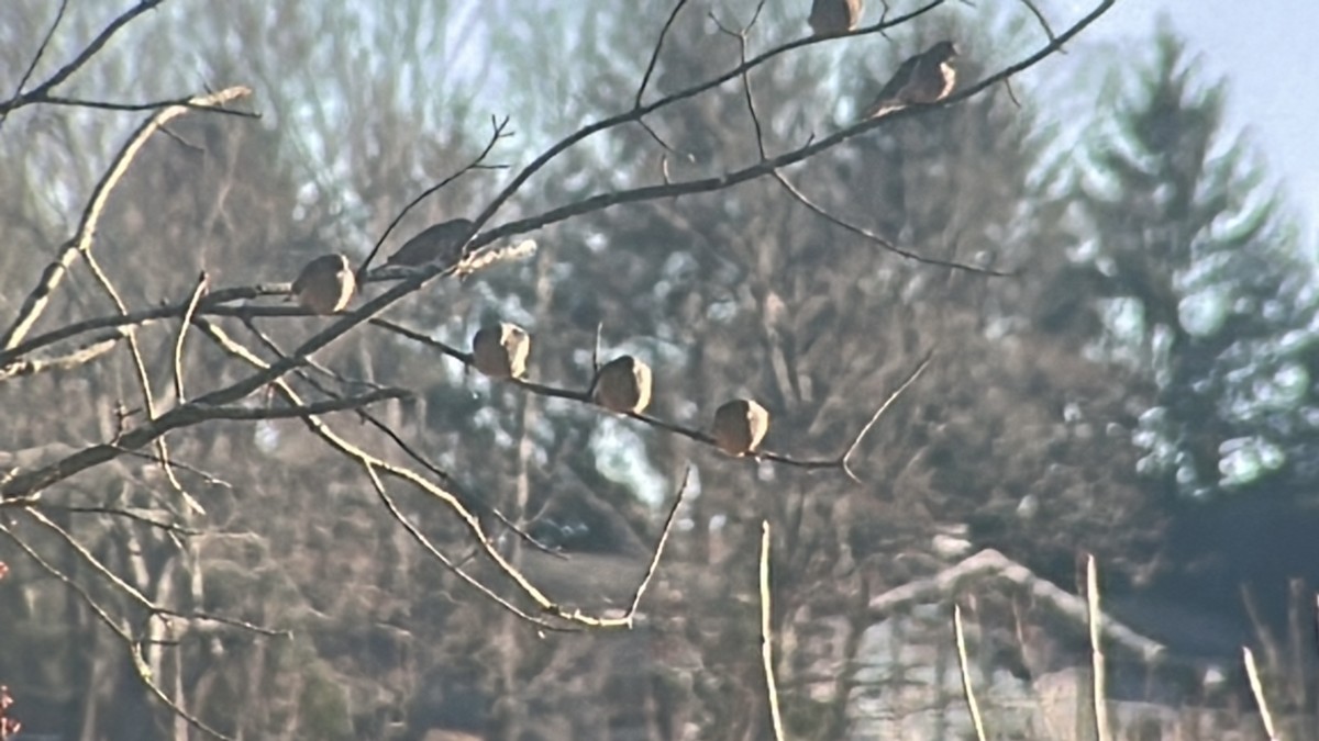 Mourning Dove - ML646249441