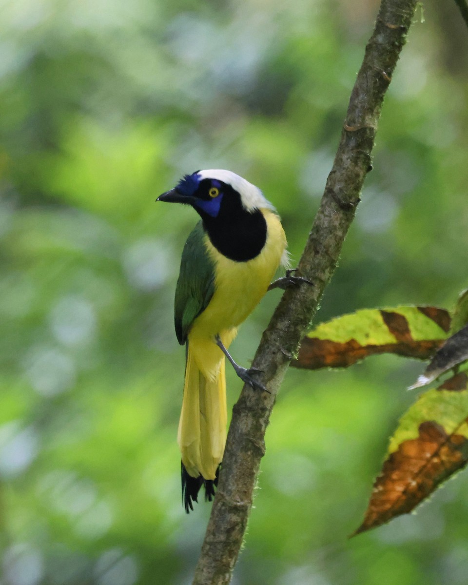 インカサンジャク - ML646249442