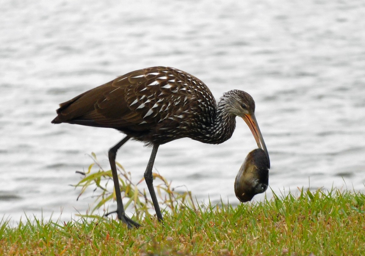Limpkin - ML646249445