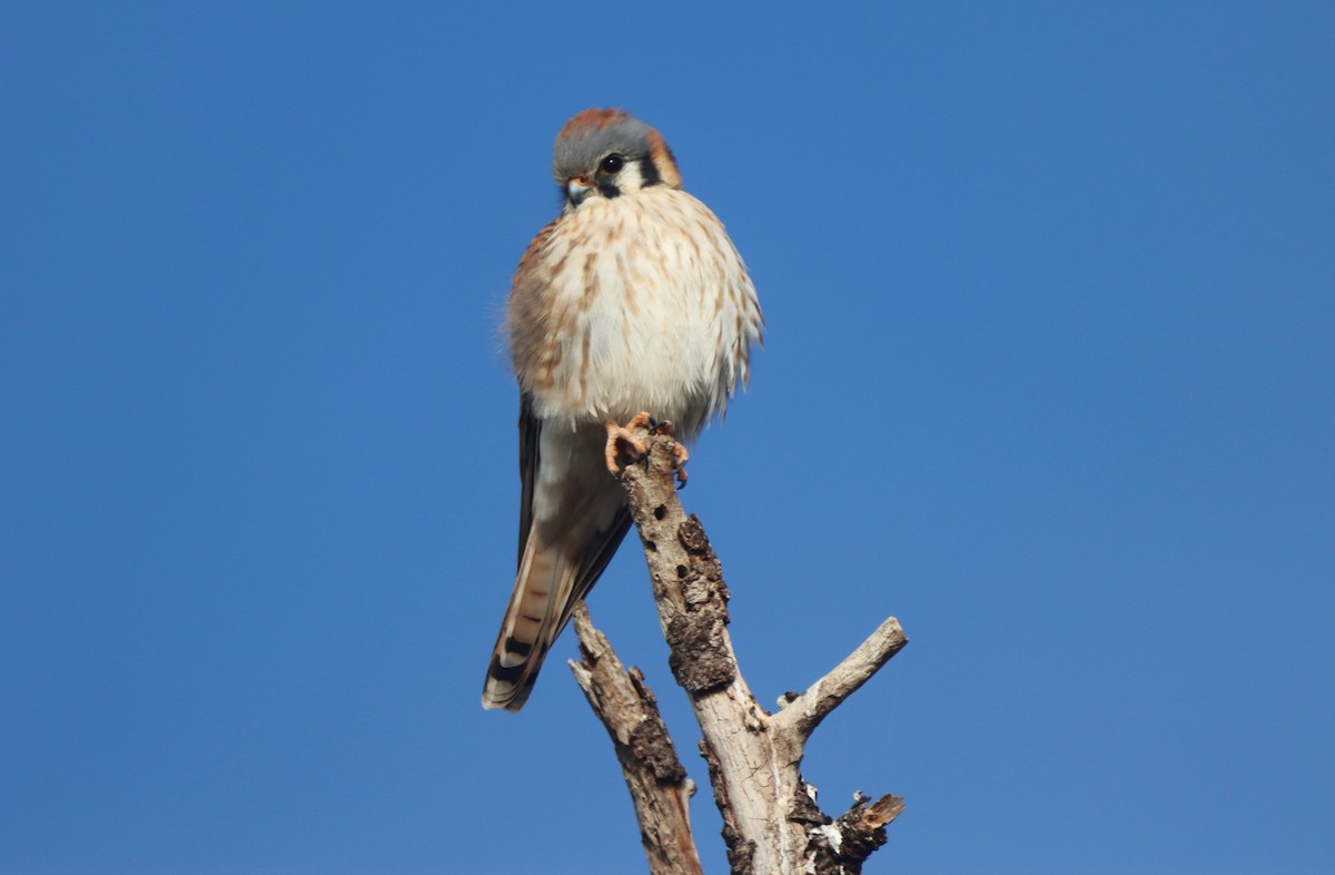 poštolka pestrá - ML646249446