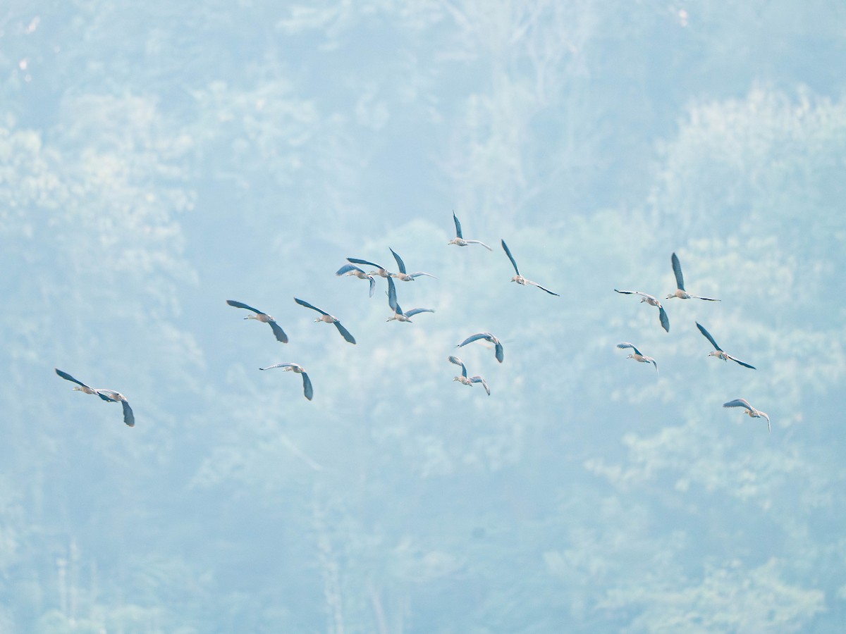 Lesser Whistling-Duck - ML646249455