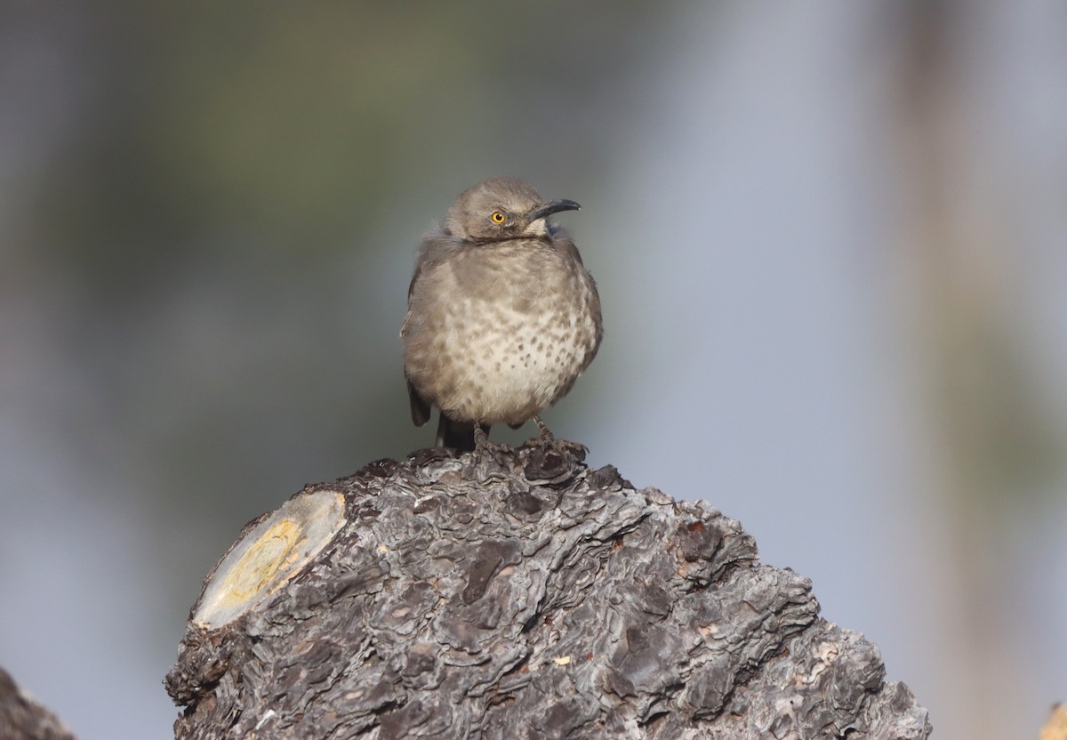 drozdec skvrnitoprsý - ML646249457