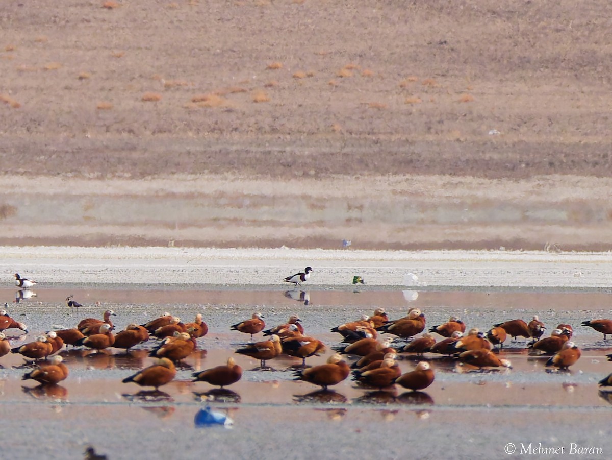 Common Shelduck - ML646249458
