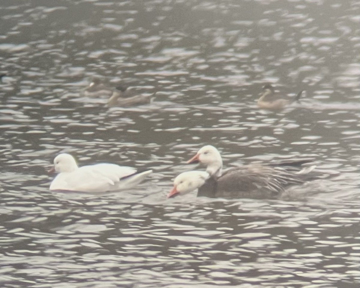 Snow Goose - ML646249461