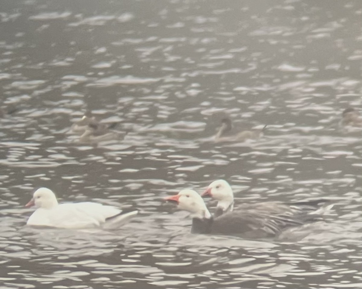 Snow Goose - ML646249462