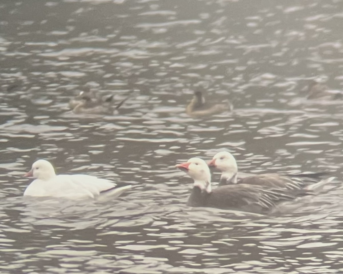 Snow Goose - ML646249463