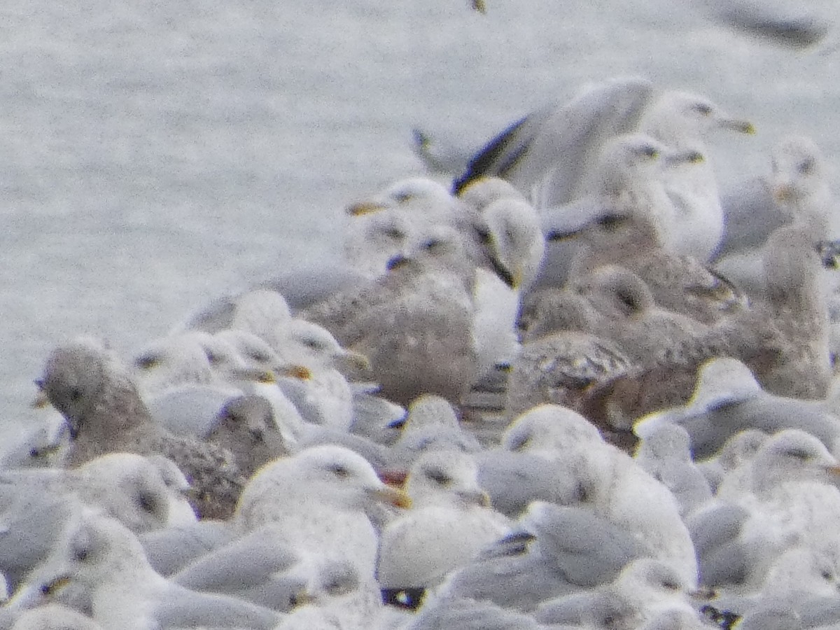 racek americký - ML646249464