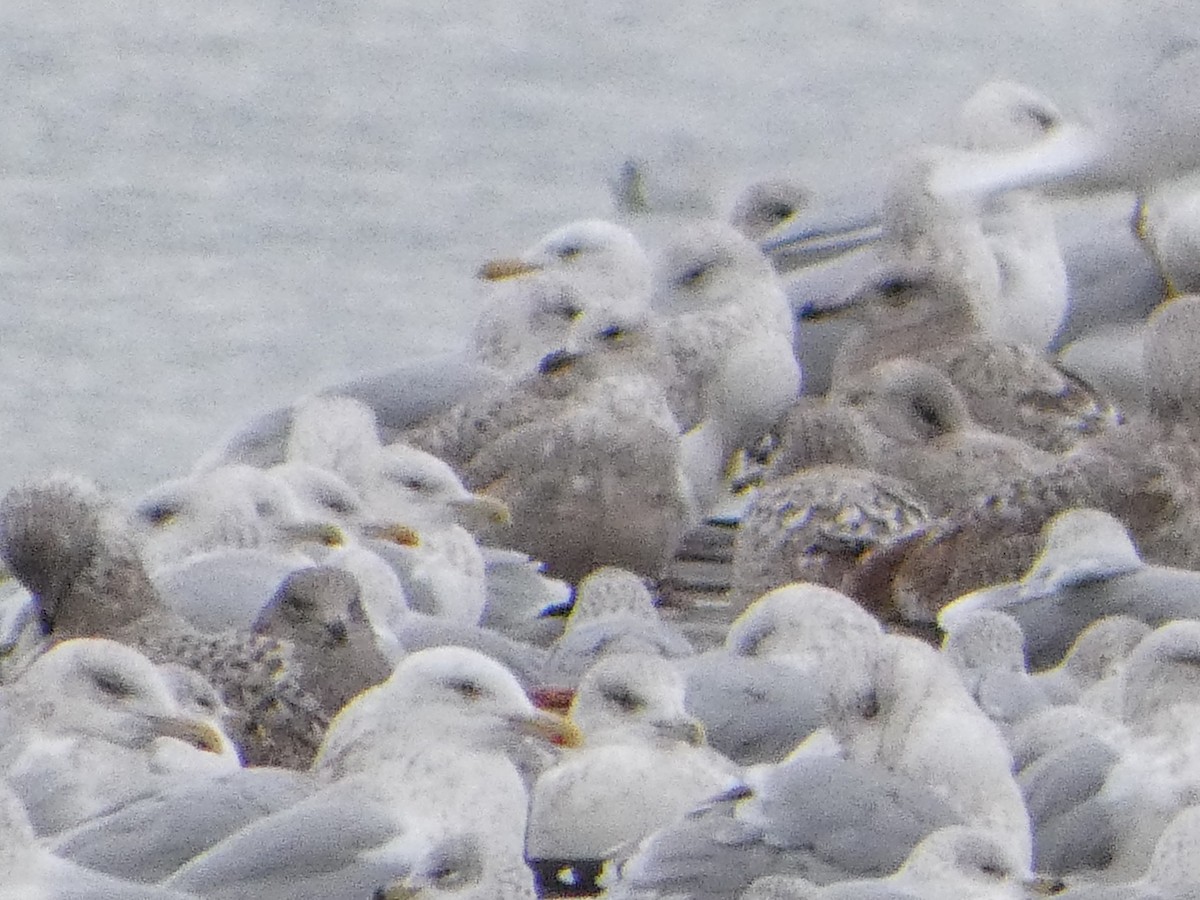 racek americký - ML646249465