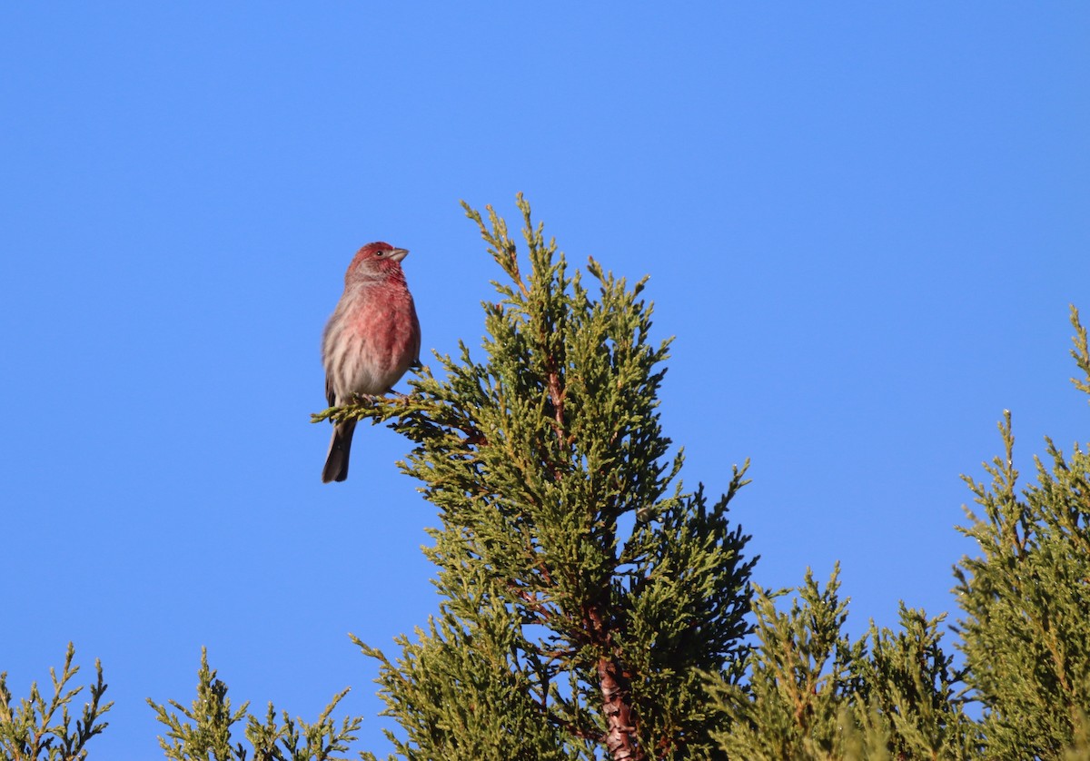 hýl rudoprsý - ML646249466