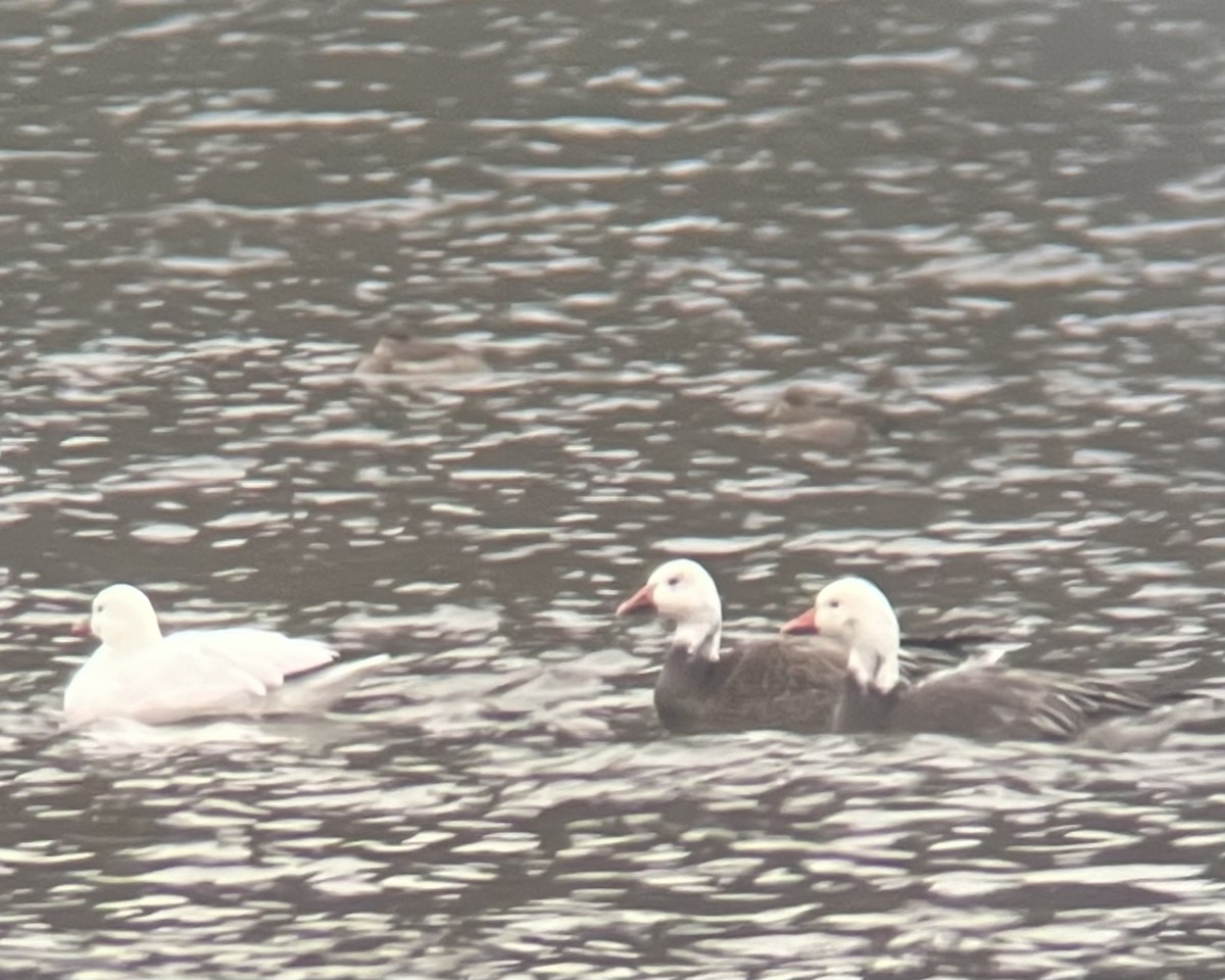 Snow Goose - ML646249471