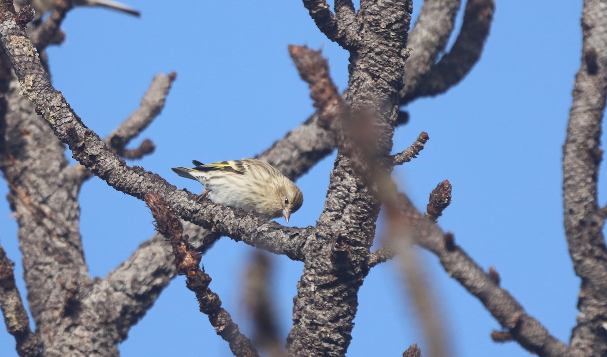 čížek severoamerický - ML646249472