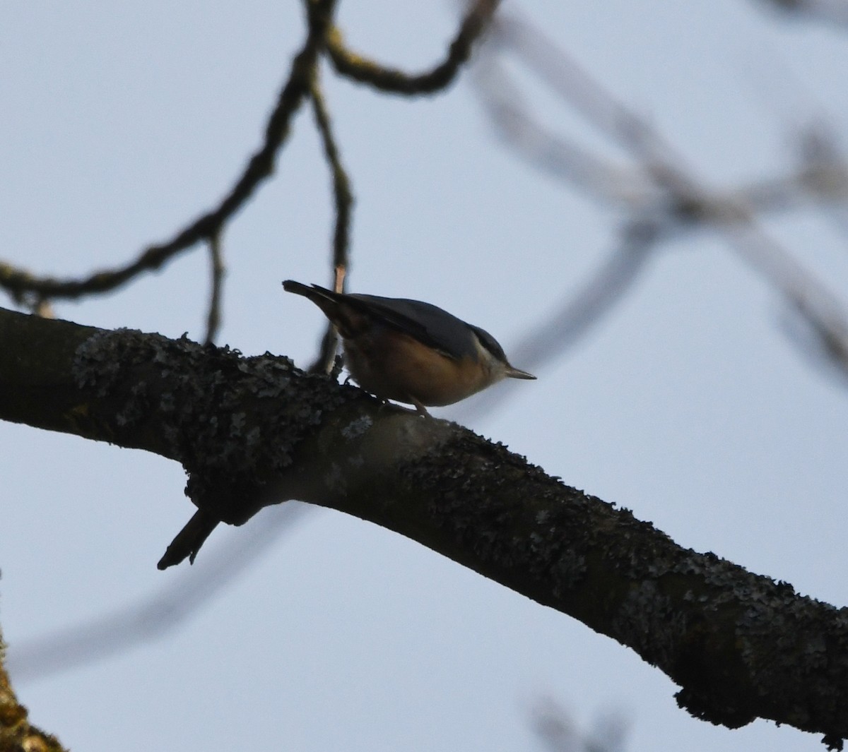 Eurasian Nuthatch (Western) - ML646249473