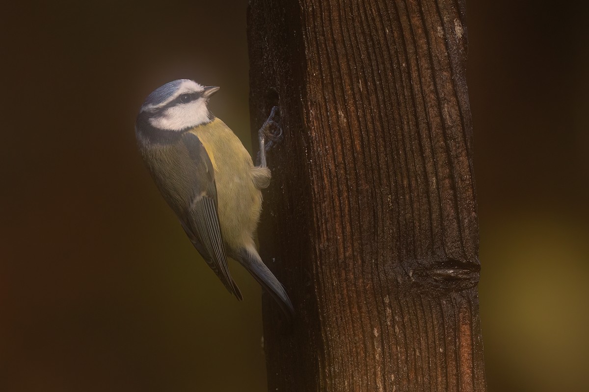 sýkora modřinka - ML646249474