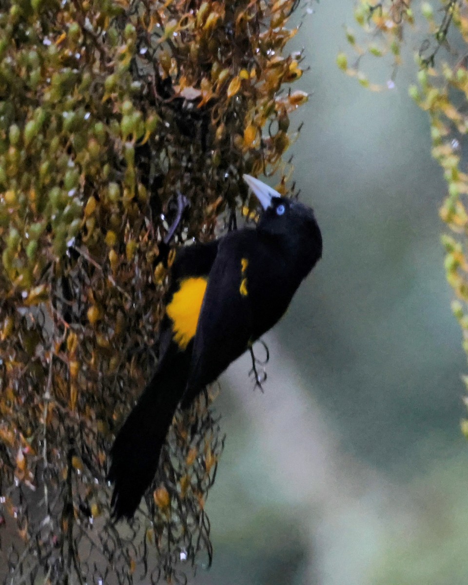 Mountain Cacique - ML646249477