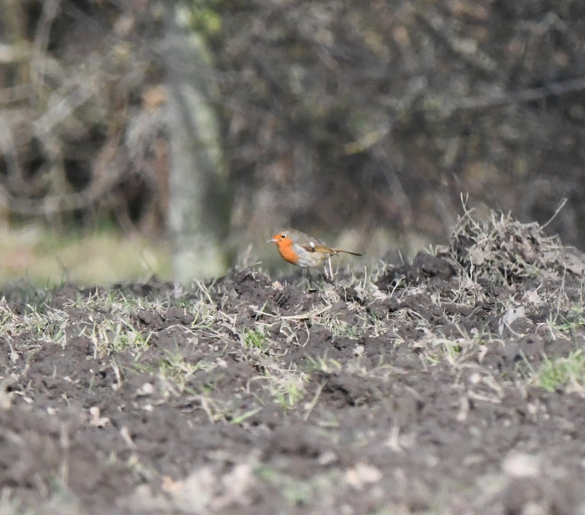 červenka obecná - ML646249478