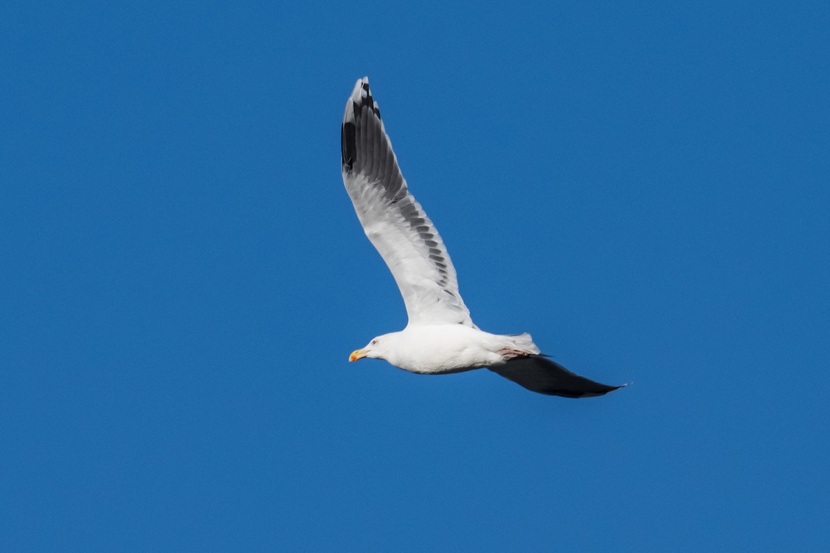 Great Black-backed Gull - ML646249480