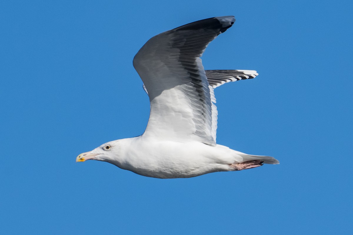 Great Black-backed Gull - ML646249481