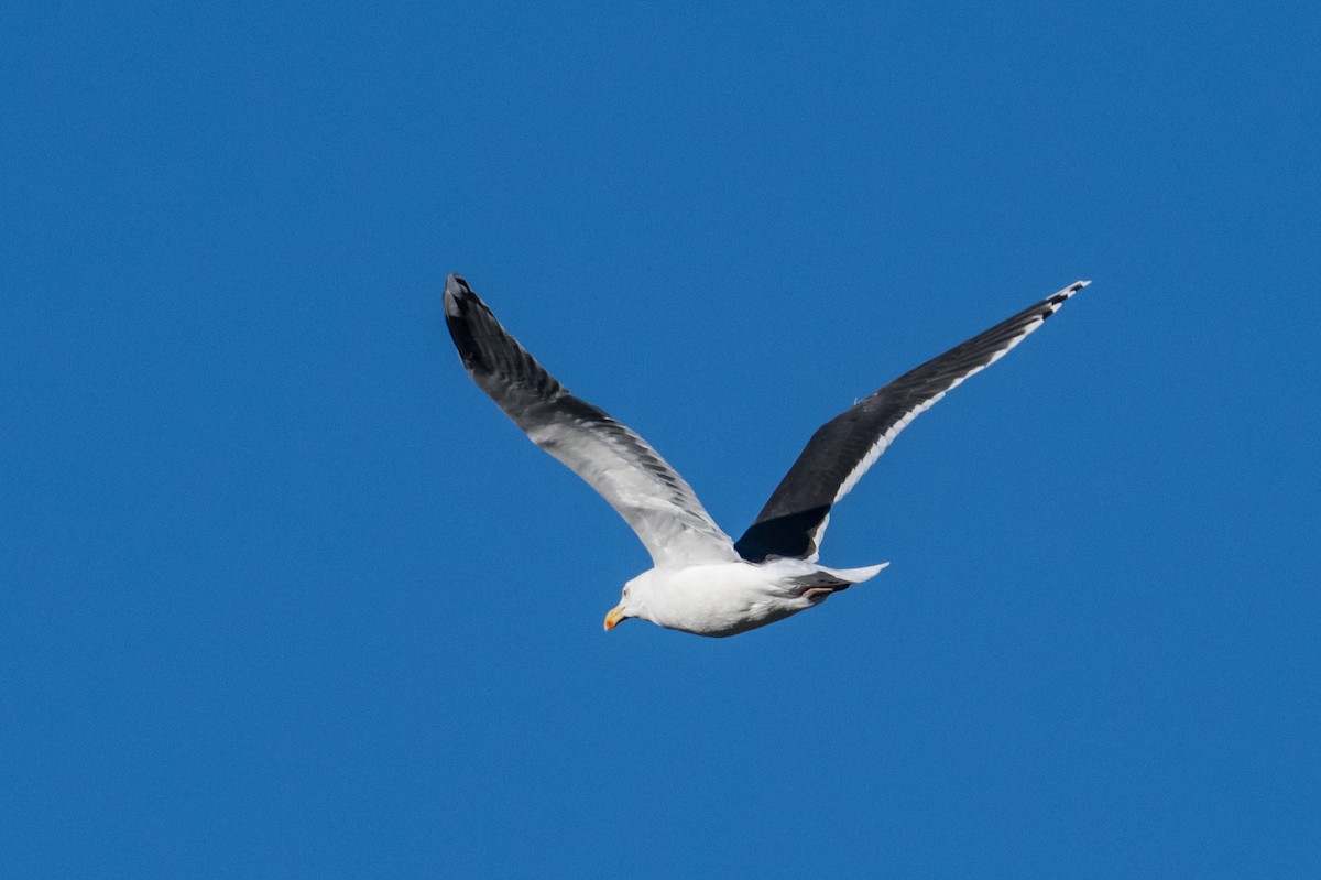 Great Black-backed Gull - ML646249482