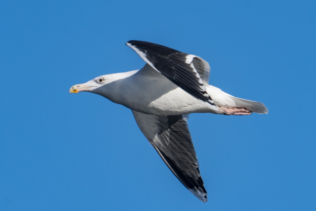 Great Black-backed Gull - ML646249483