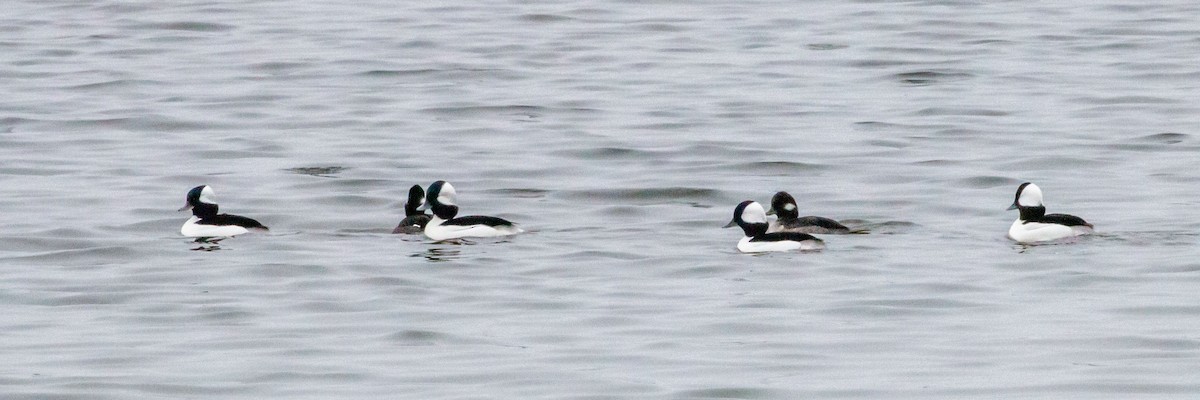Bufflehead - ML646249488