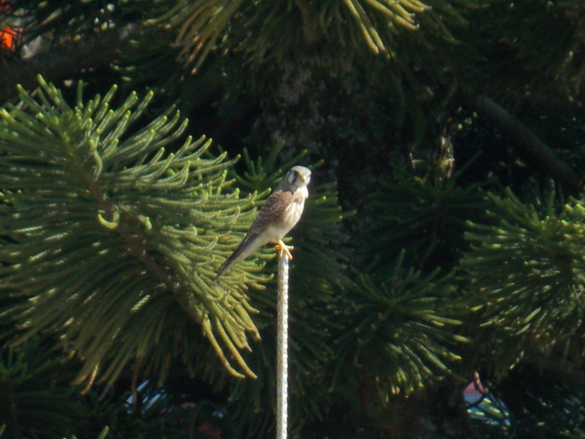 Buntfalke - ML646249495