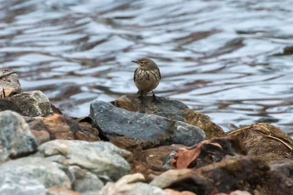 American Pipit - ML646249501