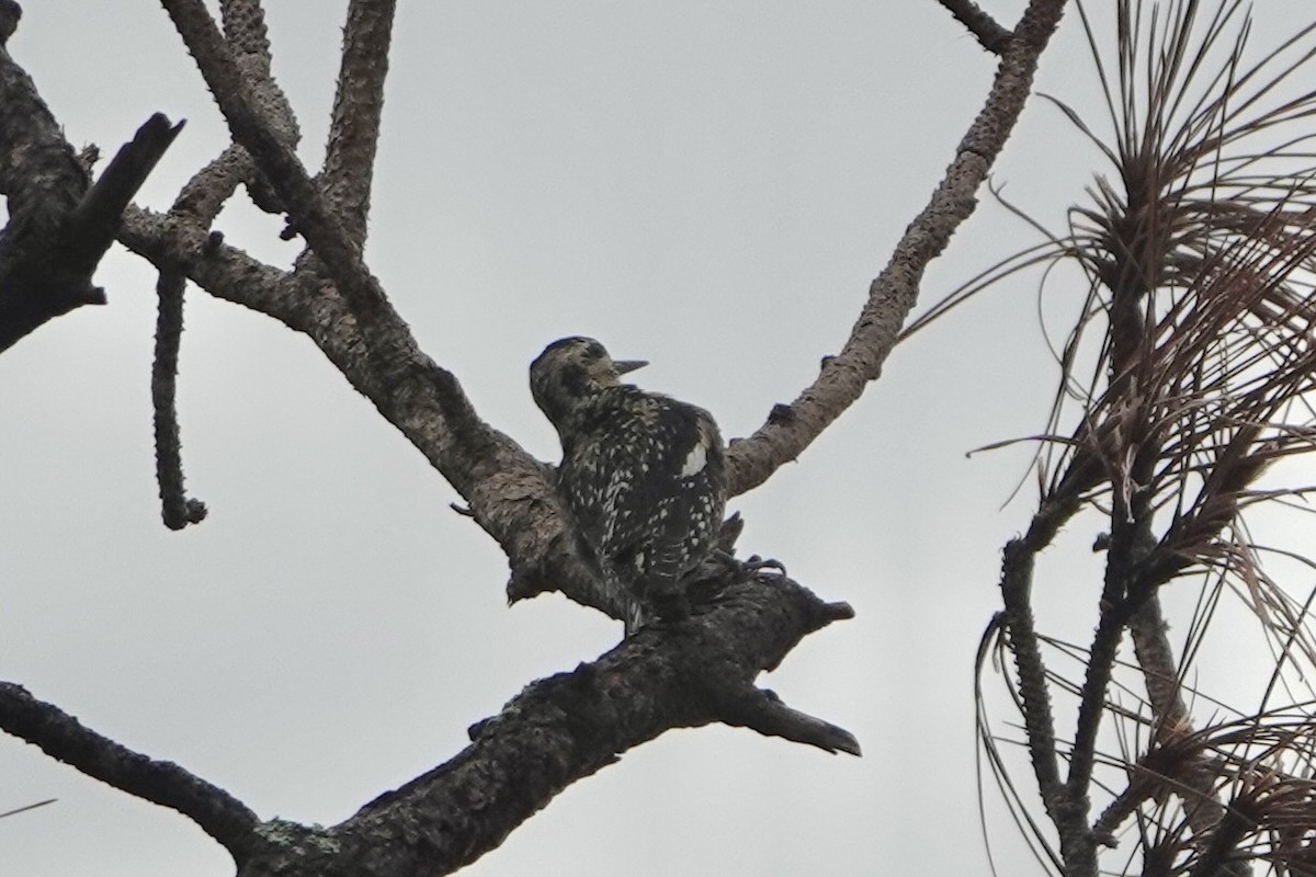 Yellow-bellied Sapsucker - ML646249516