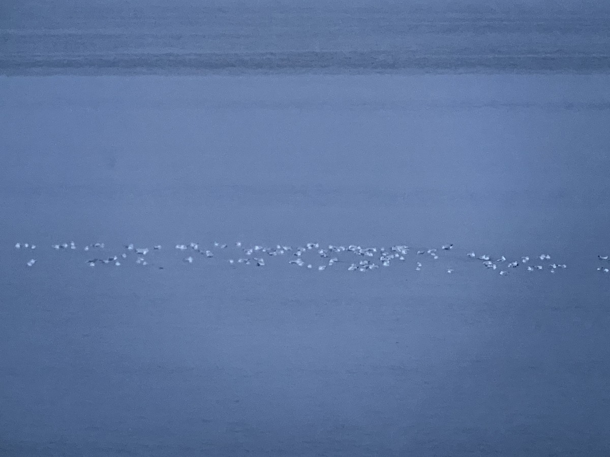 Ring-billed Gull - ML646249517