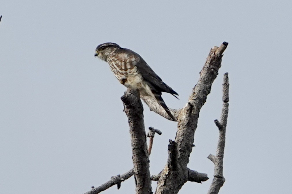 Merlin - ML646249521