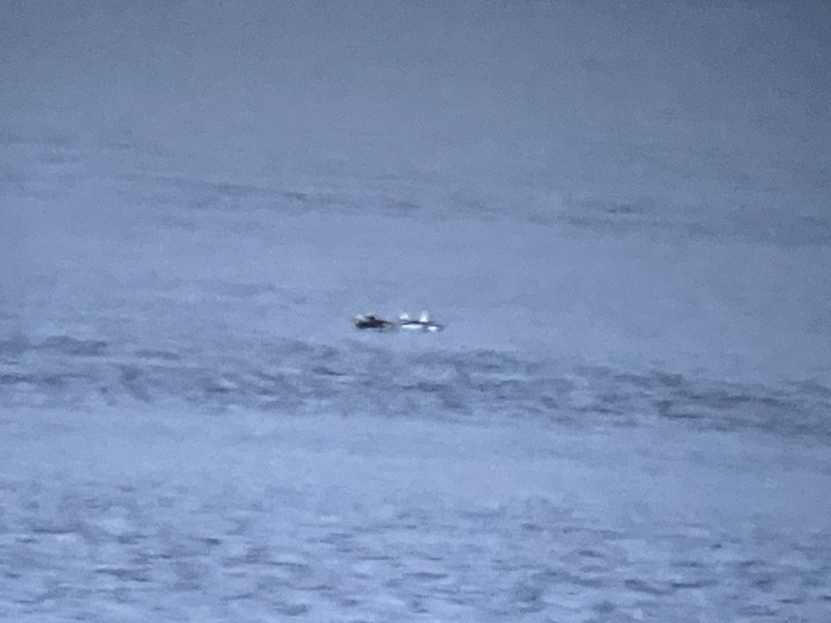 Long-tailed Duck - ML646249522